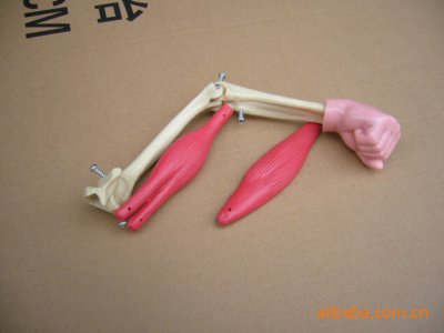 供應(yīng)SM-SB2-S-300手臂活動模型組裝材料